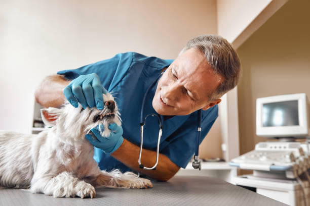 Best Tooth Infection Emergency Dentist  in North Belle Vernon, PA